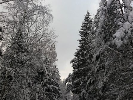 Новый год и Рождество на 55-м кордоне — фото 5
